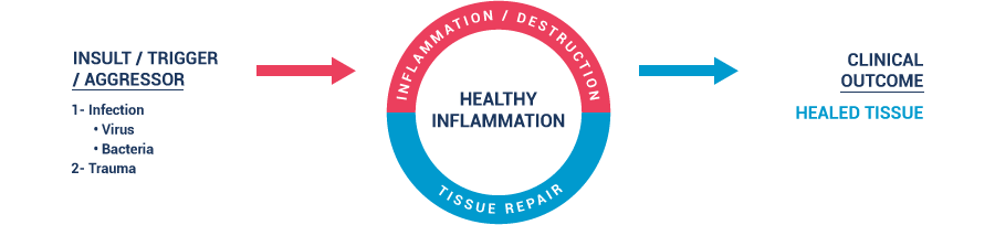 healthy inflammation graphic showing tissue repair and no new inflammation