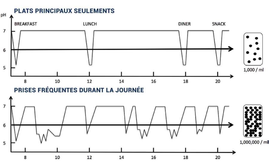 graph showing frequent sugar intake favours bacterial growth